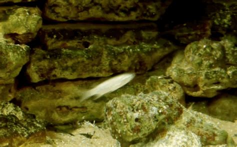 The reef stonefish (Synanceia verrucosa) is not only a master predator but one of the most ...