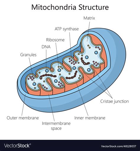 Mitochondria structure medical science Royalty Free Vector