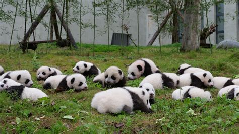 36 Baby Pandas Debut at the China Conservation and Research Center for the Giant Panda | Teen Vogue