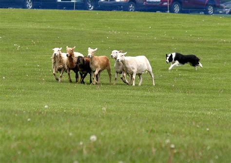 Sheepdog Herding Sheep