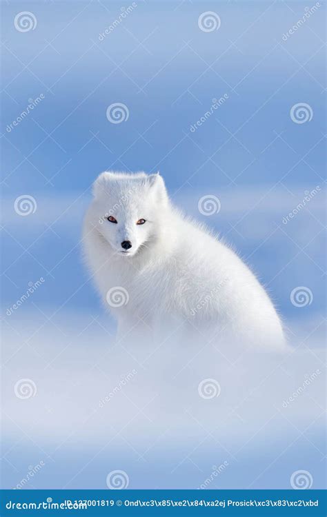 Polar Fox in Habitat, Winter Landscape, Svalbard, Norway. Beautiful White Animal in the Snow ...