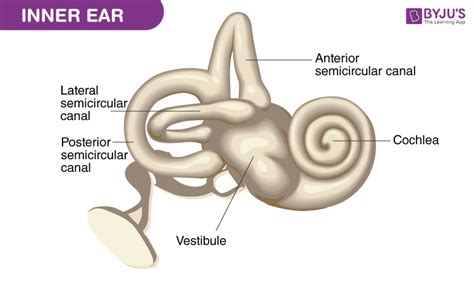 Cochlea Diagram