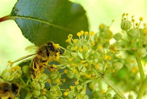 The Honey Bee Pollination | The Life of Bee