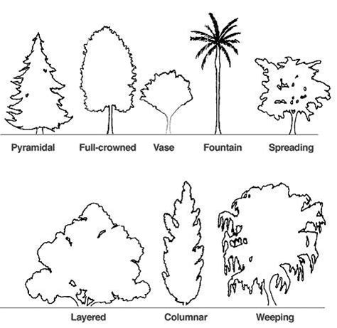 shape of tree - Поиск в Google | Tree drawing, Drawings, Easy drawings