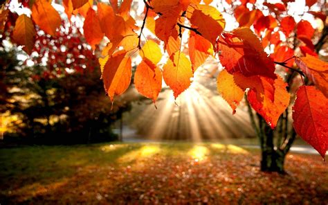 Fall, Leaves, Sunrise Background For PowerPoint - Nature PPT Templates