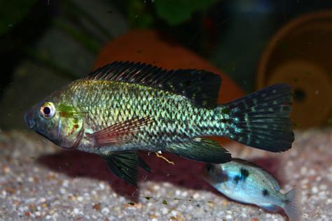 Tonis-africancichlids - Oreochromis Niloticus Niloticus