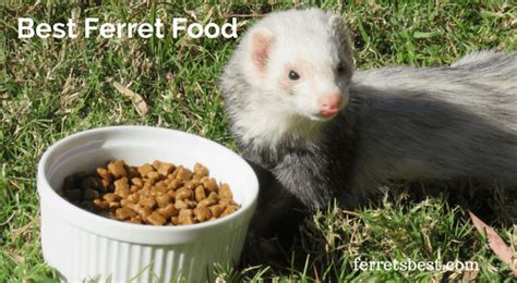 Best ferret food | Ferrets Best