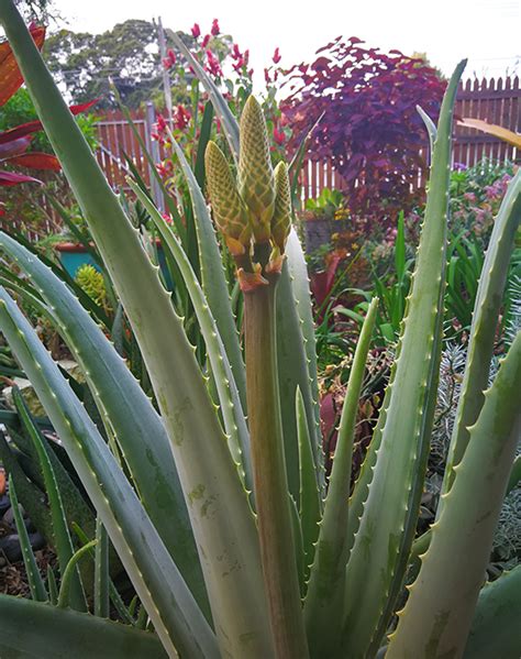 Aloe Barbadensis (Aloe Vera) - succies.com.au