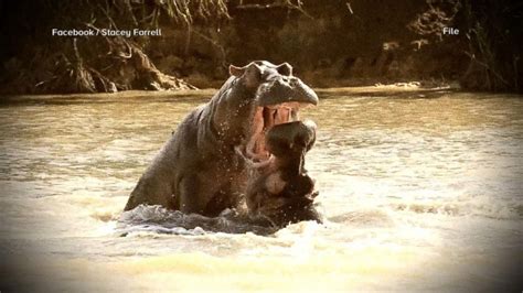 Video American tourist recovering after hippo attack - ABC News