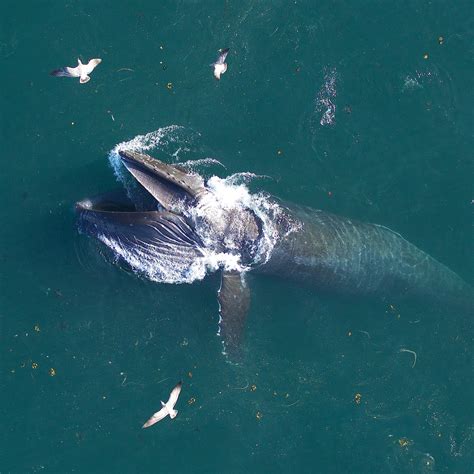 Blue Whales Eating Krill