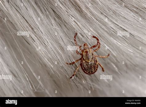 American Dog Tick Stock Photo - Alamy