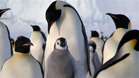 Emperor Penguin Facts for Kids - Fun Facts and Information • Kids Animals Facts