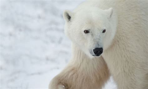 Polar Bear Tours & Escorted Tours | Tauck