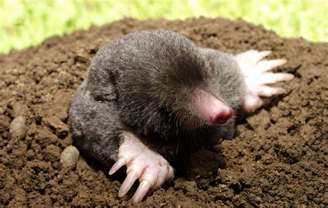 Mole history and some interesting facts