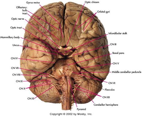 Cranial nerves - base of brain