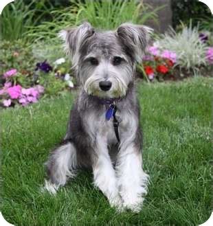 PATTI | Adopted Dog | Newport Beach, CA | Schnauzer (Miniature)/Maltese Mix