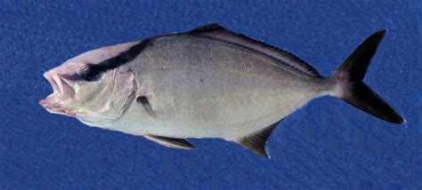 Greater Amberjack | Mexican Fish.com