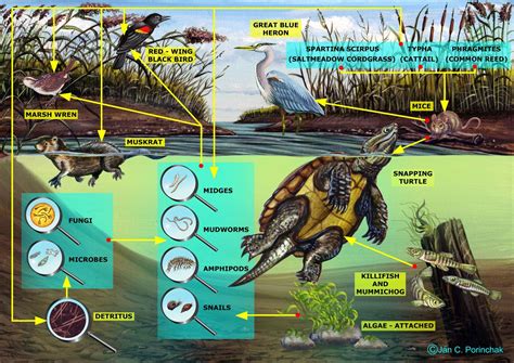 Food Chain For Kids Swamp