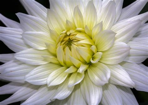 15+ white dahlia varieties 🕊️ 🌼 For pure elegance and timeless beauty