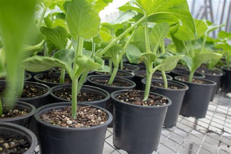 The Importance of Pumpkin Seedling Back Ups