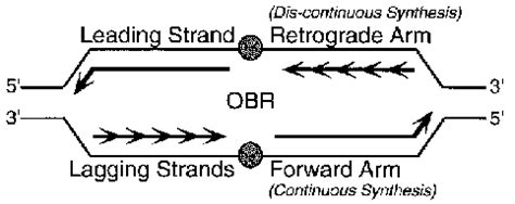 The bidirectional replication fork model. In this model (8, 62 ...