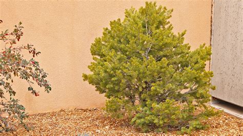 New Mexico Arbor Day tree planting: UNM Newsroom