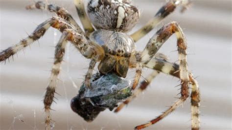 What Do Spiders Eat? Spider Diet & Food Chain Explained