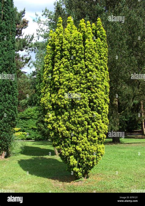 common yew (Taxus baccata 'Fastigiata Aurea', Taxus baccata Stock Photo ...