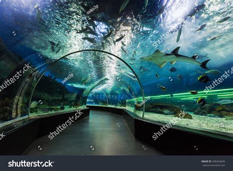 Manila Ocean Park: Over 242 Royalty-Free Licensable Stock Photos ...