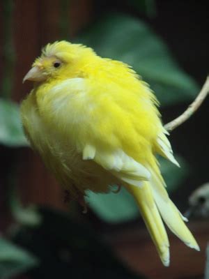 Yellow bird identification | eHow UK