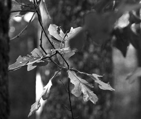 Dead Fall | Oak leaves that died because of drought rather t… | Flickr