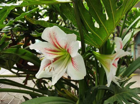 Locate Healthy Bulb Offsets To Easily Propagate New Amaryllis Plants For Your Collection ...