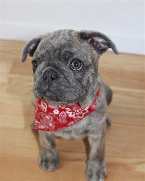 Pug Cross Boston Terrier Puppies For Sale - Pets Lovers