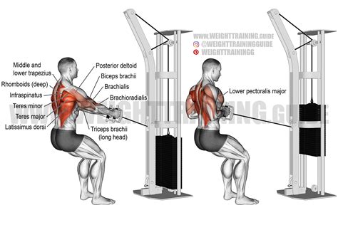 Standing cable row exercise instructions and video | Weight Training Guide