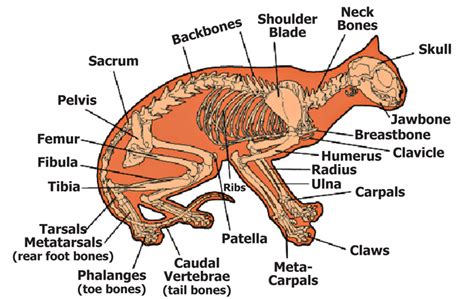 The Anatomy of Your Dog or Cat - Bothell Pet Hospital