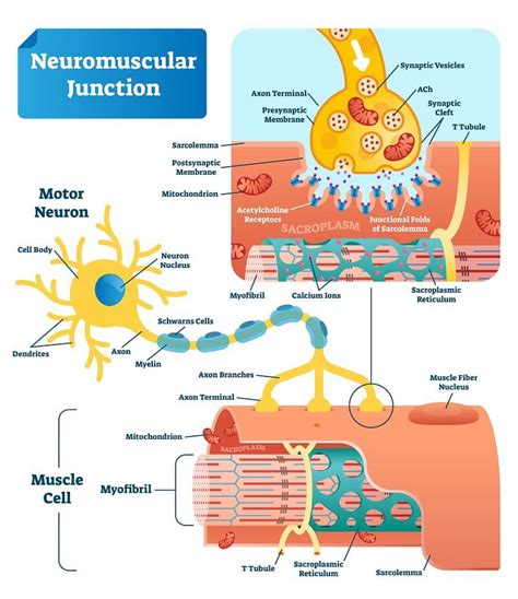 Neuromuscular Junction Labeled Diagram Diagramwirings | Images and ...