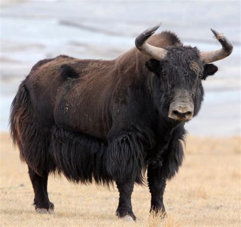 Wild Yak: Majestic Mountain Mammal with Unique Adaptations