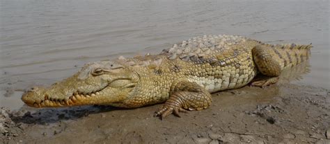 The West African Crocodile | Critter Science