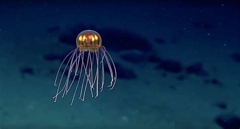 Okeanos Explorer Jellyfish Genus Crossota 2 « Inhabitat – Green Design, Innovation, Architecture ...