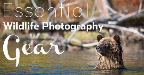 9 Essential Pieces Of Wildlife Photography Gear (+ One Myth!)