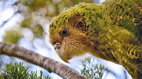 New Zealand’s quest to save its rotund, flightless parrots | Popular ...