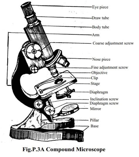 Microscope: Structure, Uses, Functioning Processes of Simple , Compound Microscope