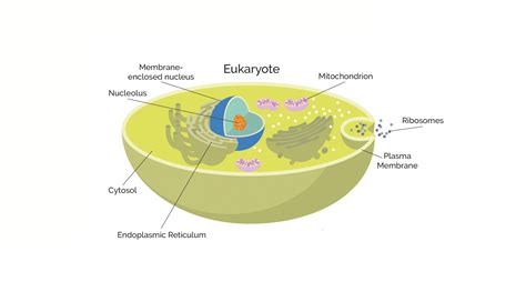 CELLS TYPES | Create WebQuest