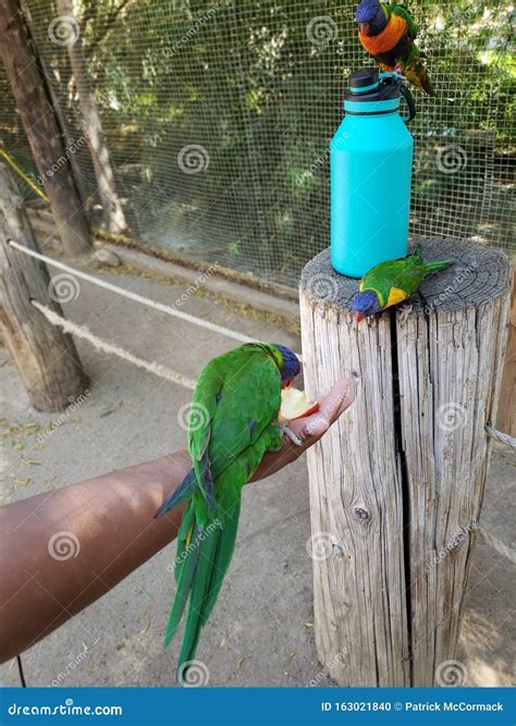 Bird Feeding Time at the Zoo Editorial Image - Image of beautiful, feeding: 163021840