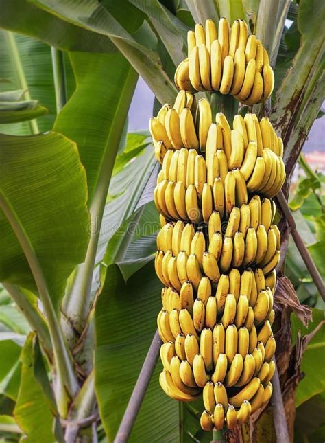 Banana Tree With A Bunch Of Ripe Bananas Stock Image - Image of beautiful, close: 66670181 ...