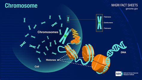 stéréo cesser Fonds chromosomes are composed of la censure Raccourcis ...