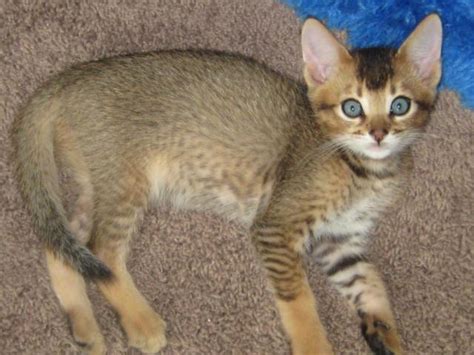 Chausie Kittens 8 weeks for Sale in Lake San Marcos, California ...