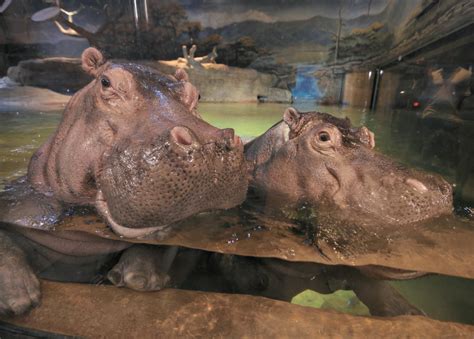 Adventure Aquarium Re-imagines Its Hippo Habitat | Hippo, Majestic animals, Hippopotamus