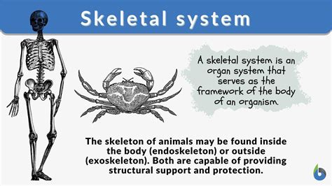 Skeletal system Definition and Examples - Biology Online Dictionary