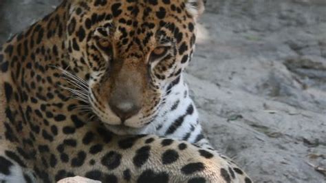 Closeup Leopard Sleeping On Rock Stock Photo 1549198970 | Shutterstock